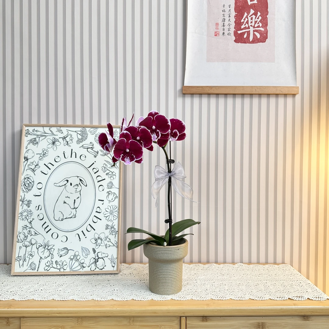 【圆舞曲】稀有黑红色泼墨蝴蝶兰 送人送礼高级大组盆 源头基地直发