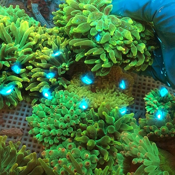 K***i纽扣珊瑚奶嘴222222