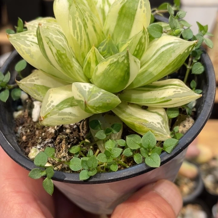 玉露锦啊啊啊啊多肉啊啊