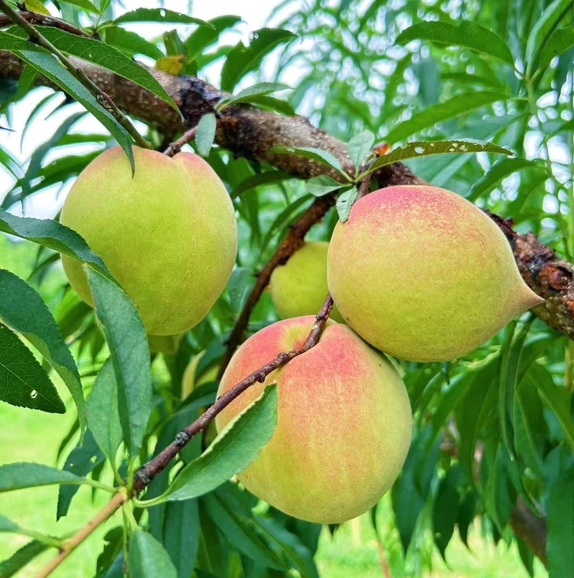 正宗翁源鹰嘴蜜桃新鲜现摘非连平上坪鹰嘴桃孕妇水果脆甜桃子整箱