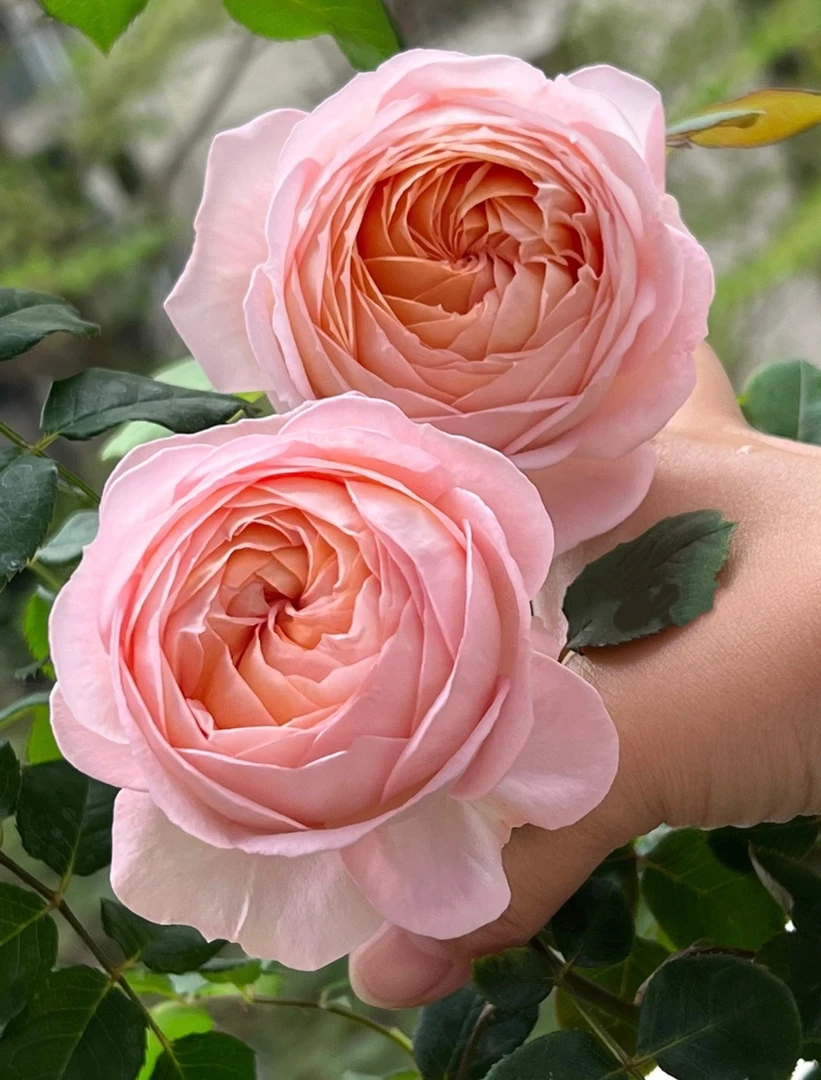 【果酱】独颗杏粉色包子状月季