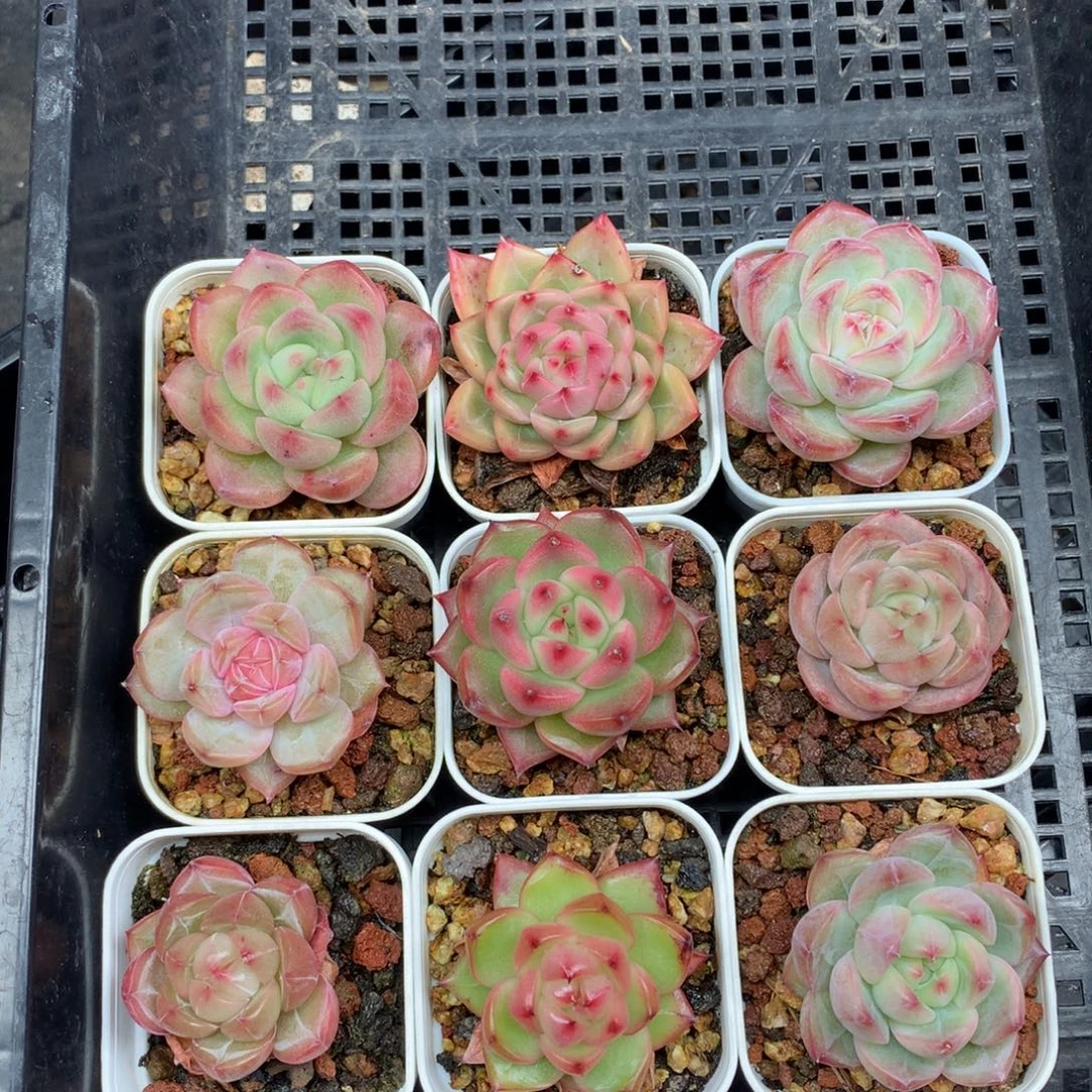 1213-185 套餐一组