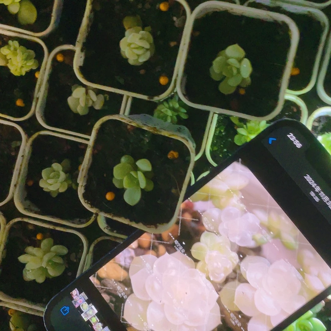 纸鸢中苗盆一个满25包邮