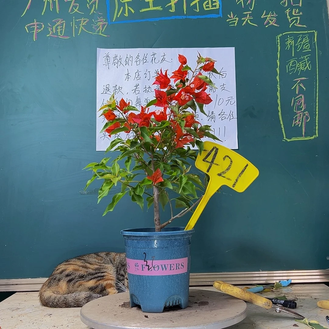 当前无花栽培后可以开花  热火桑巴有瑕疵 421