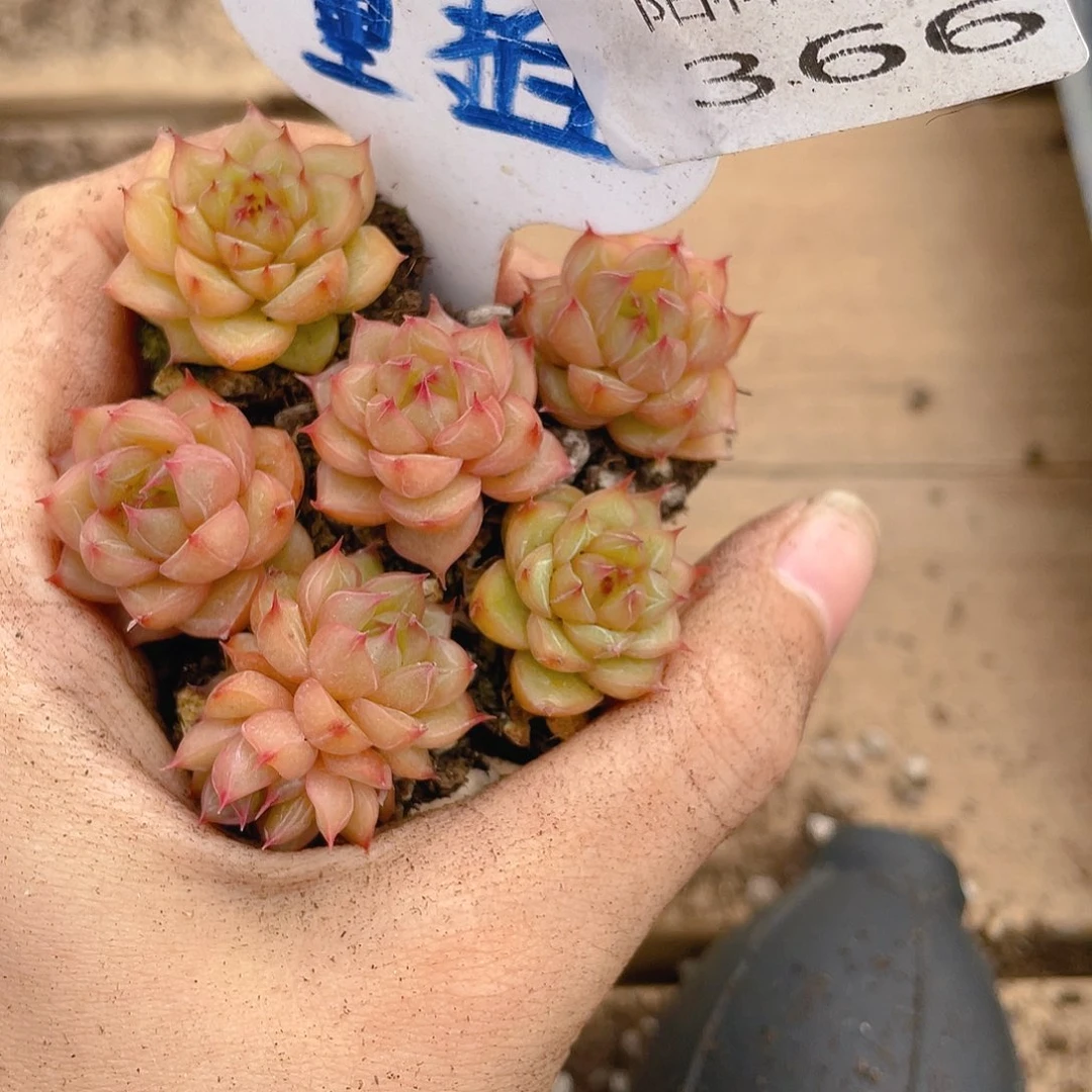 量拍多肉植物多肉植物366