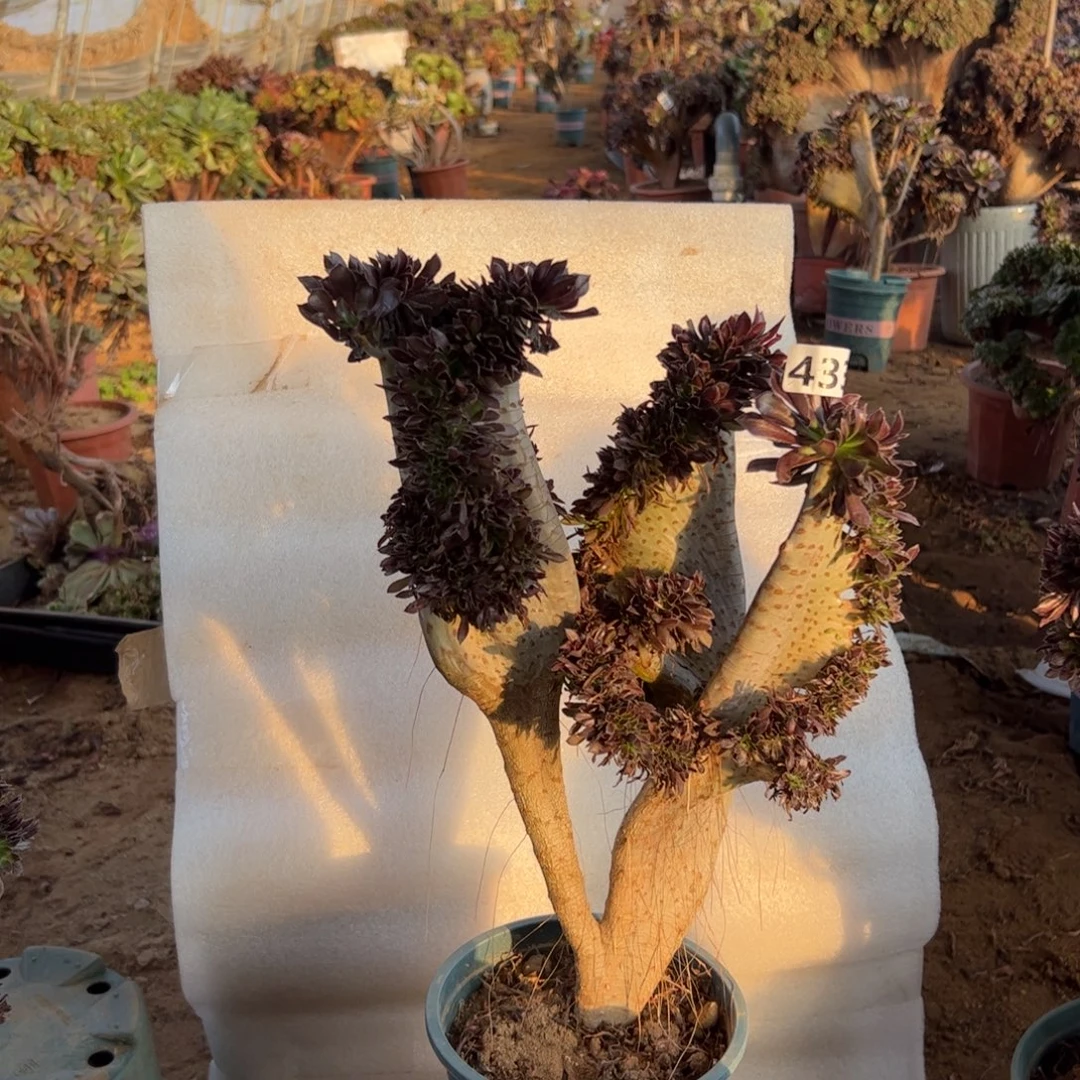 黑缀433有伤双翅膀高度40厘米