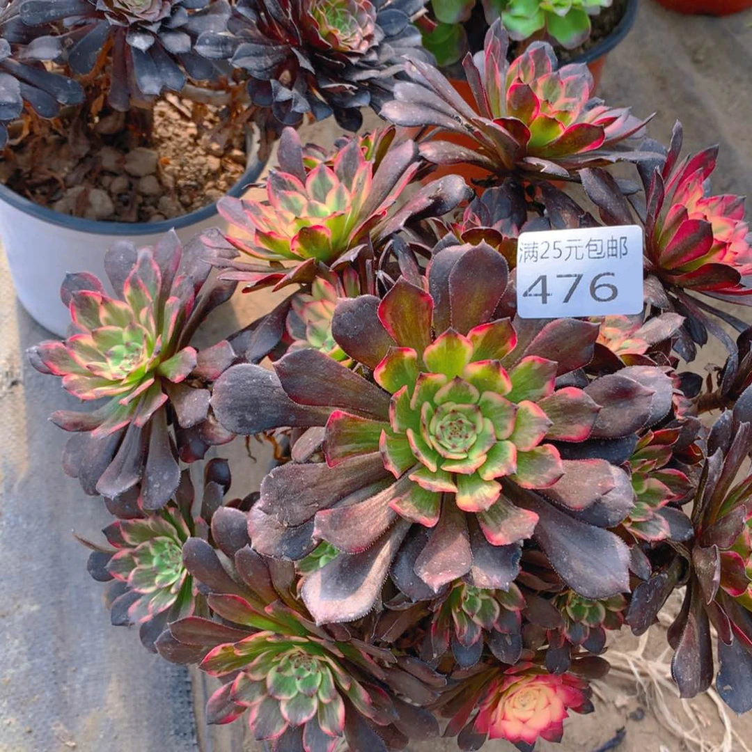 476烟花捧花多肉植物