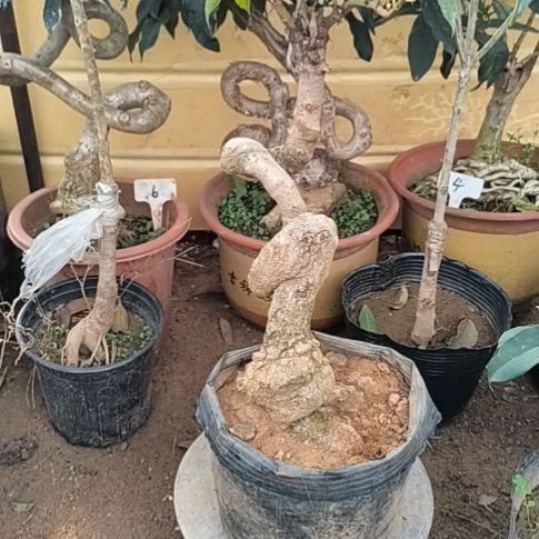 爱***震完全开放四季桂花红天香