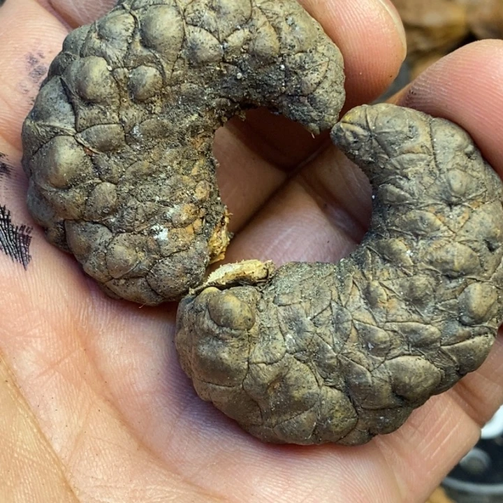 吊坠文玩核桃娜姐45