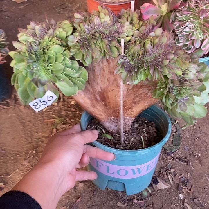 856沙拉碗缀老板子