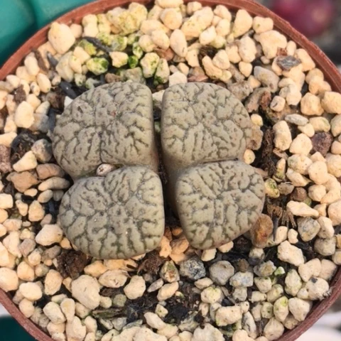 多肉肉锥 鸟哈尼