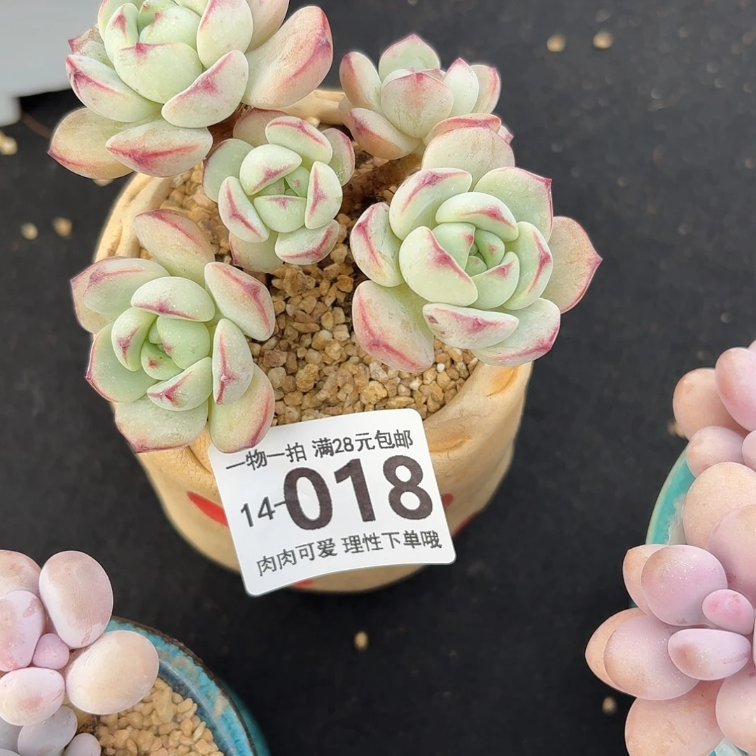白底香草无盆土发货