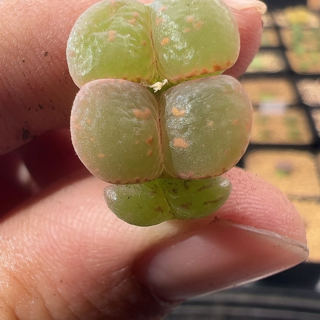 0000403 一物一拍全窗橙子帕迪勋章