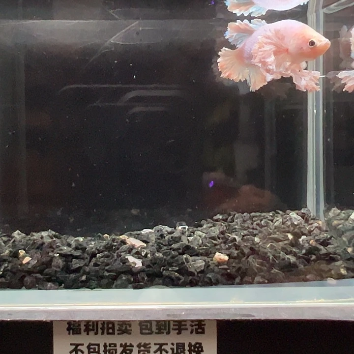 斗鱼竞拍跑单拉黑19日55