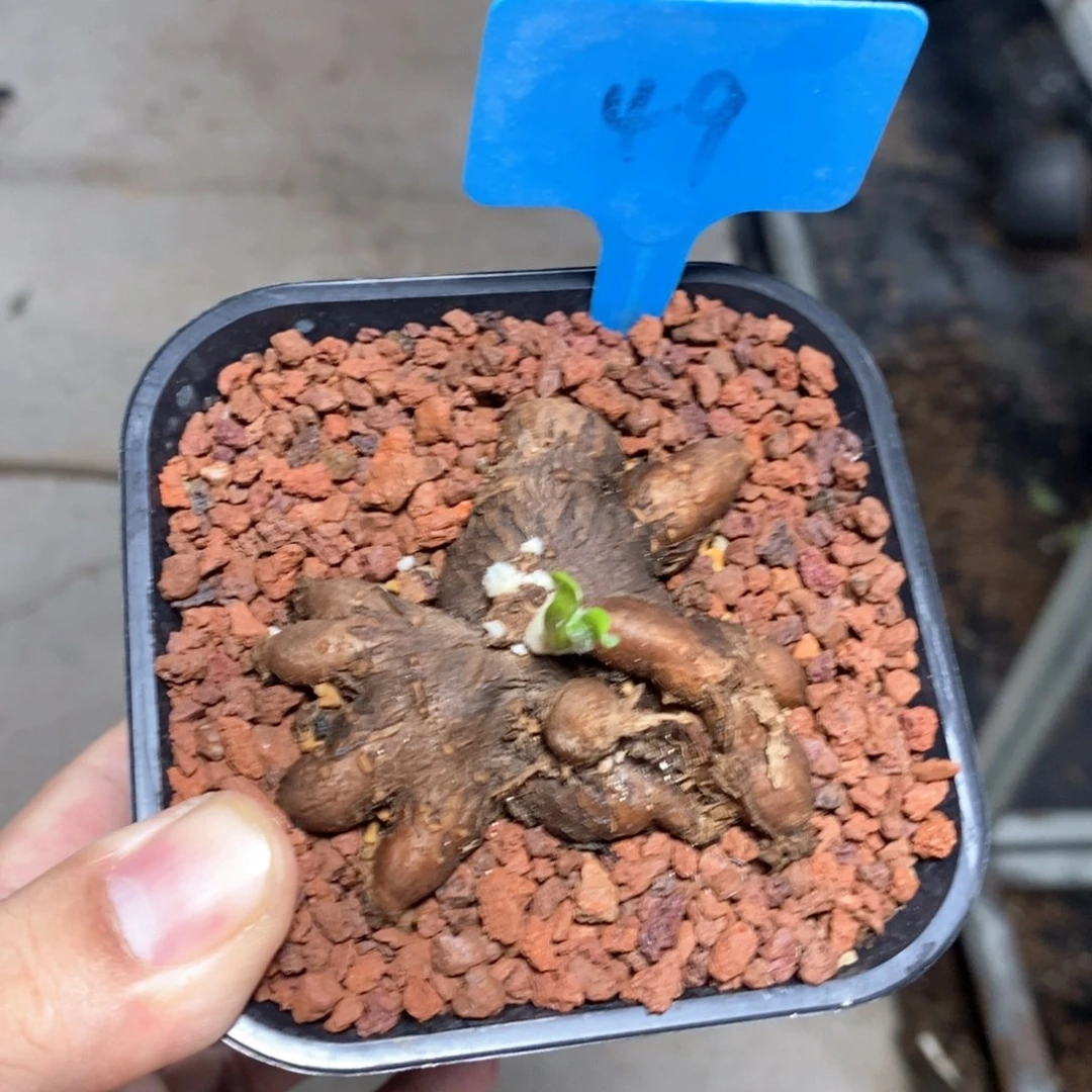 产地海星厚炖菊一个