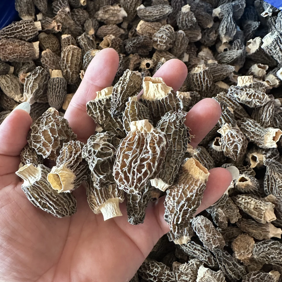 【粉丝福利 】野外生长  纯日晒丑黄  羊肚菌100g