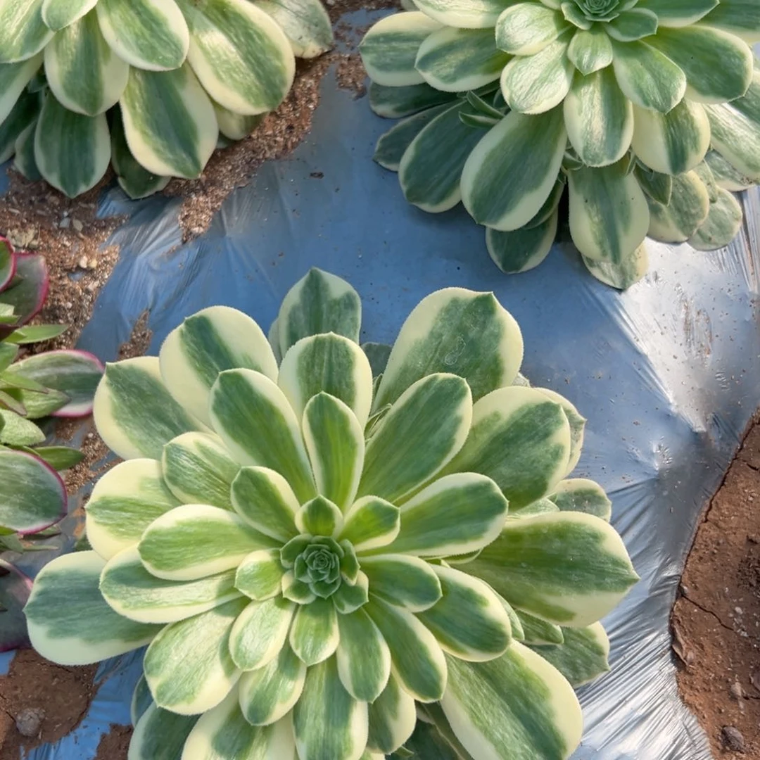 迈巴赫量拍多肉法师