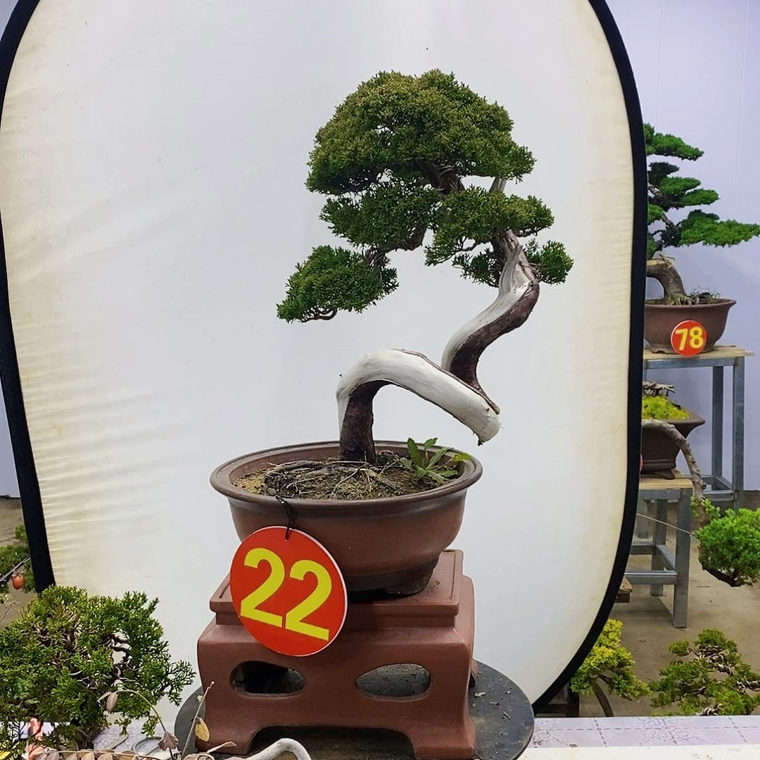 【闪购商品】无花朵枫**知