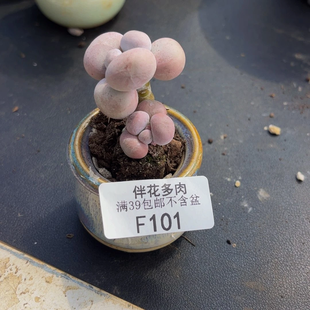 小***火101-芭比奶多肉3cm