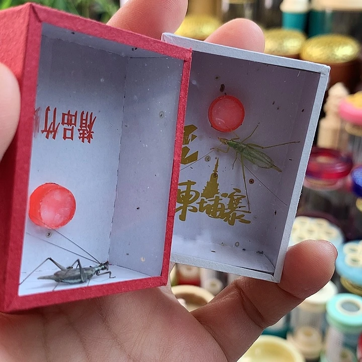 一只紫竹一只柬埔寨啊啊啊