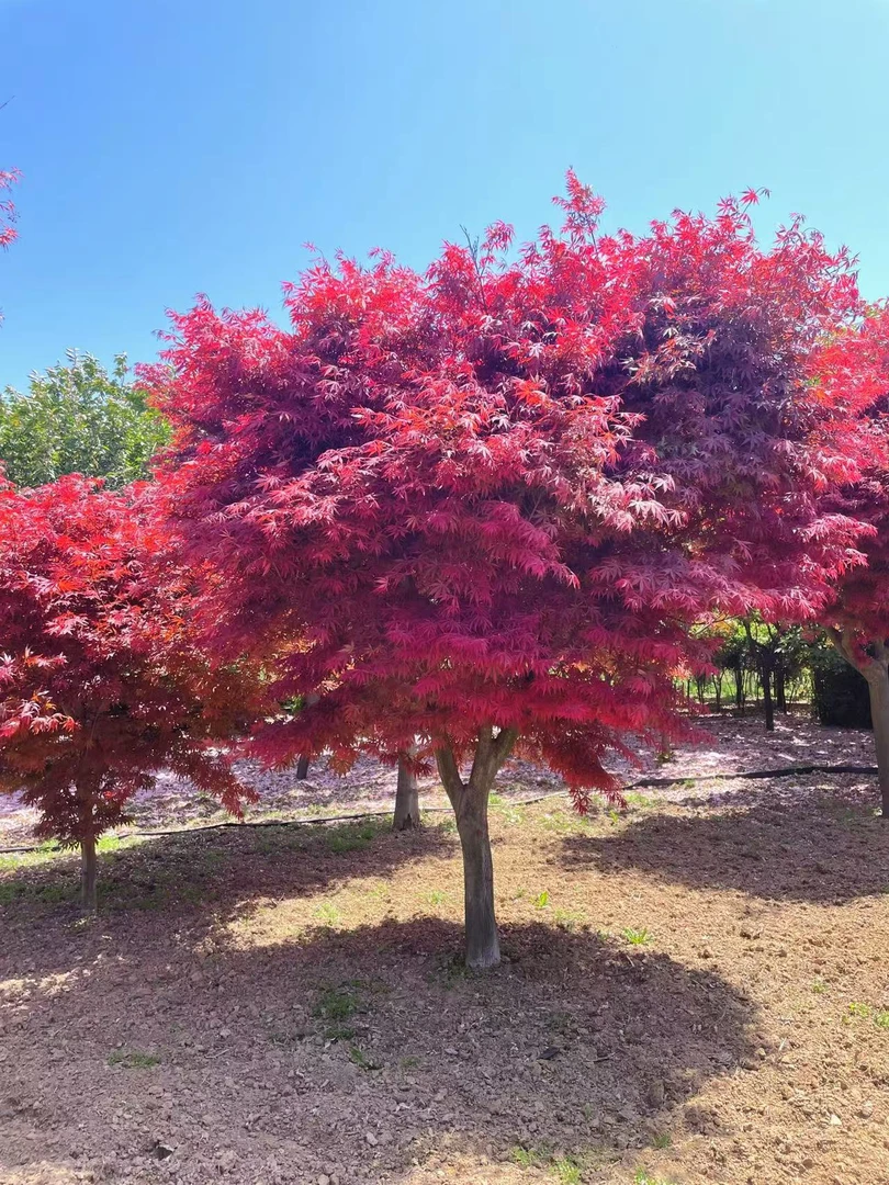 庭院红枫树苗红舞姬南北方可种植直播间改价专用链接