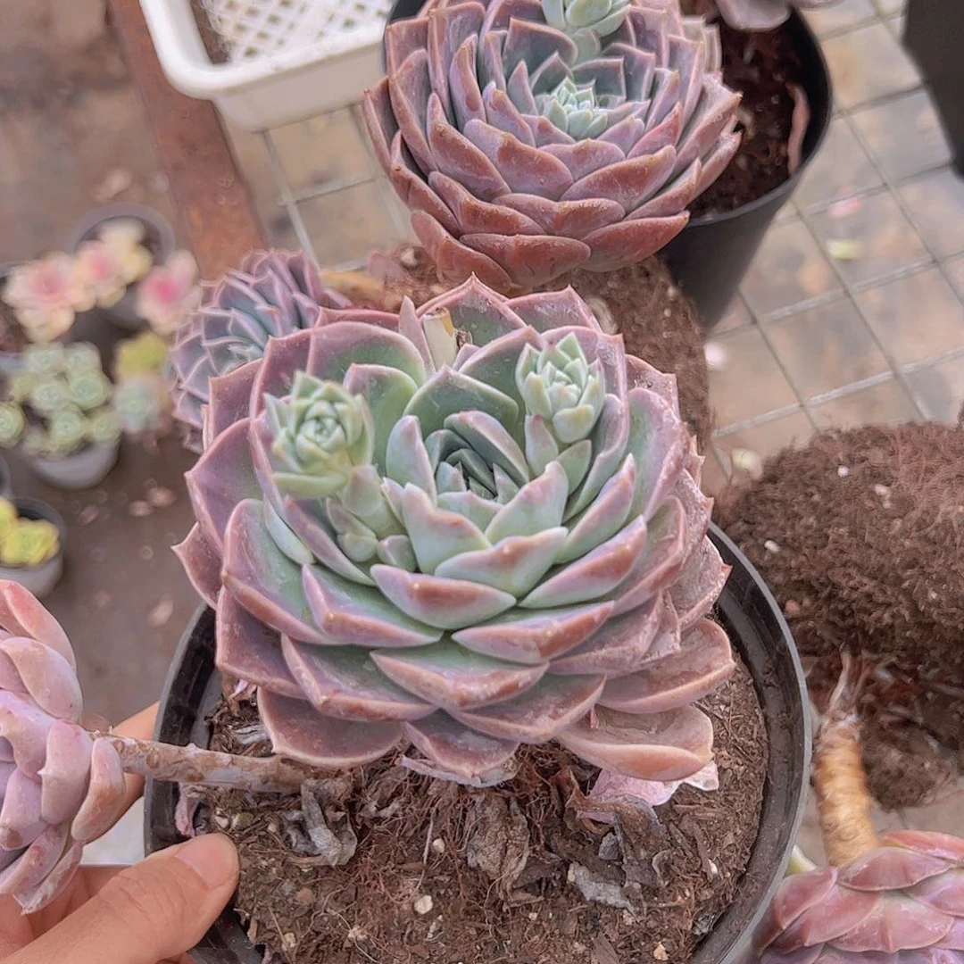 原始哈利大单头带仔二盆精品多肉