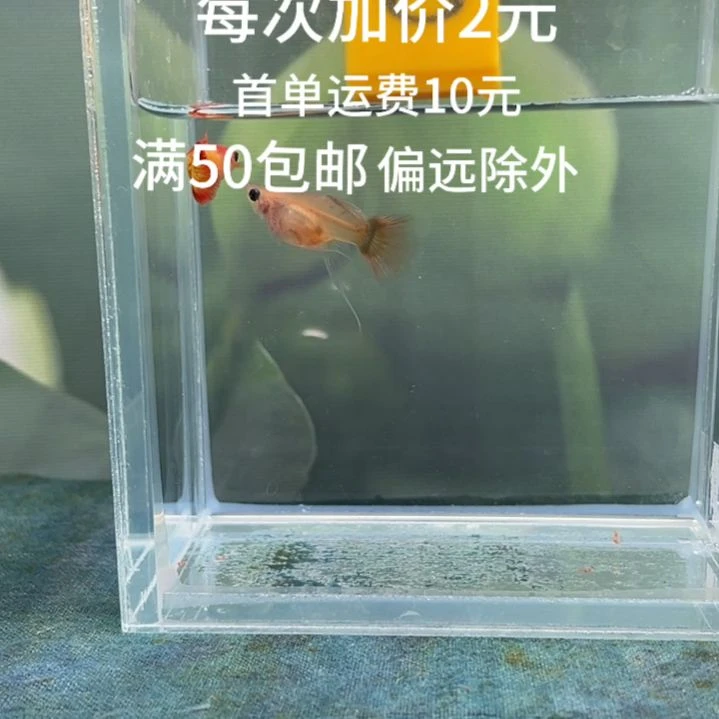 海水鱼落日玻璃猫C