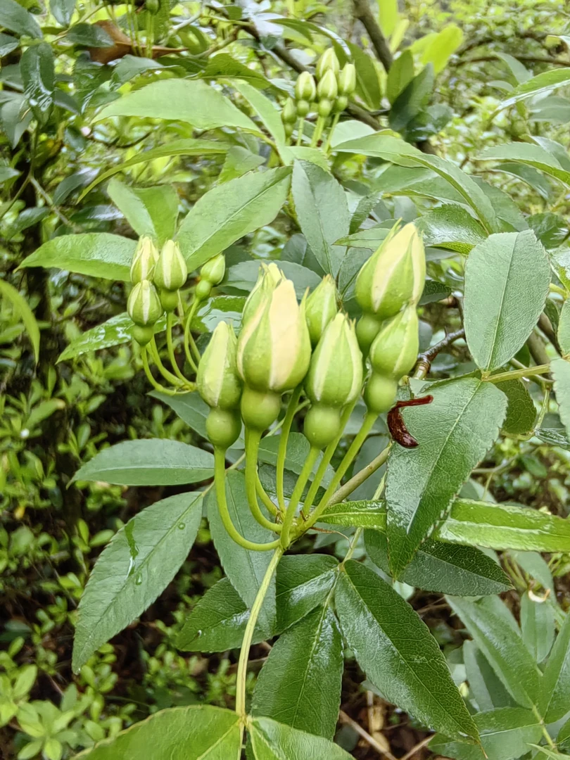 高 山野 生 刺 花 茶