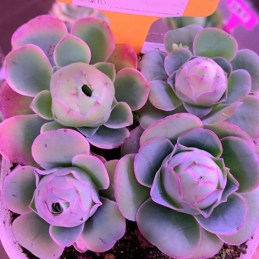 【闪购商品】yjj921