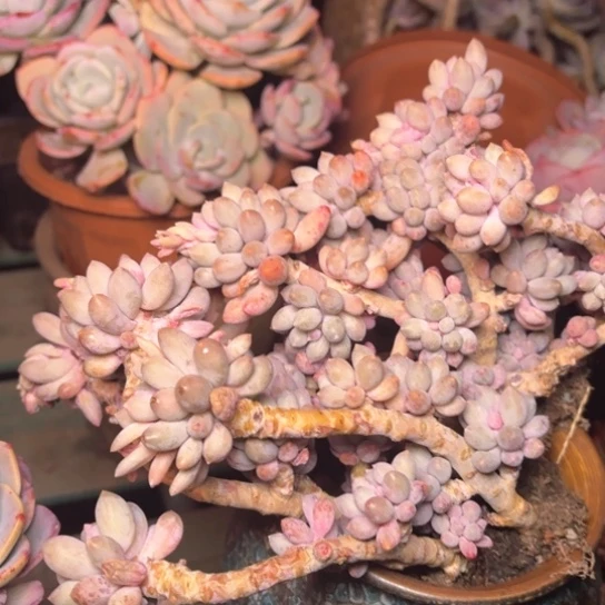 美**美多肉植物的植物