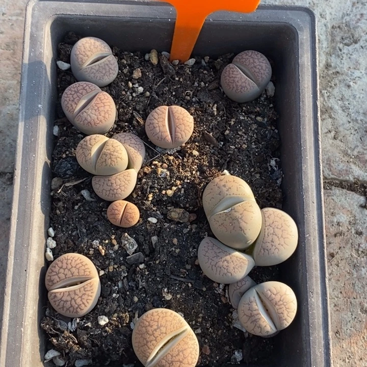 ****️生石花的季节是春天489