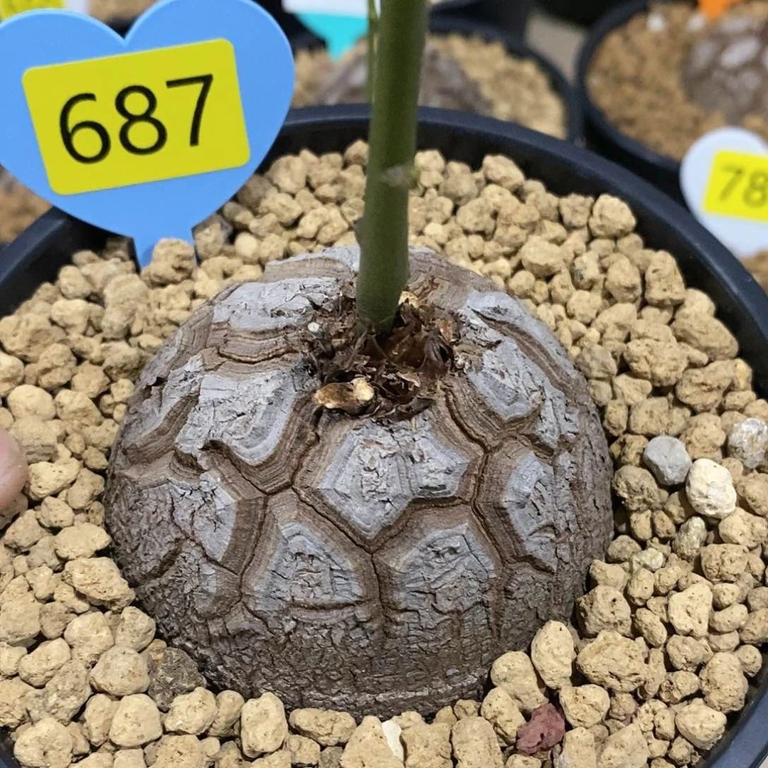 南非龟甲龙龟甲龙