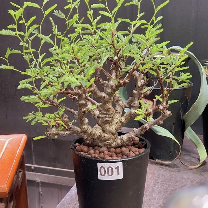 001大念珠苏木88888888