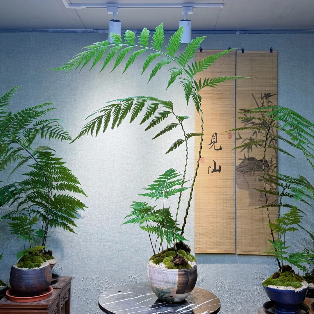 【一物一拍】蕨类植物盆栽-虹鳞蕨-凤尾蕨-大羽麟毛蕨-禅意室内盆景