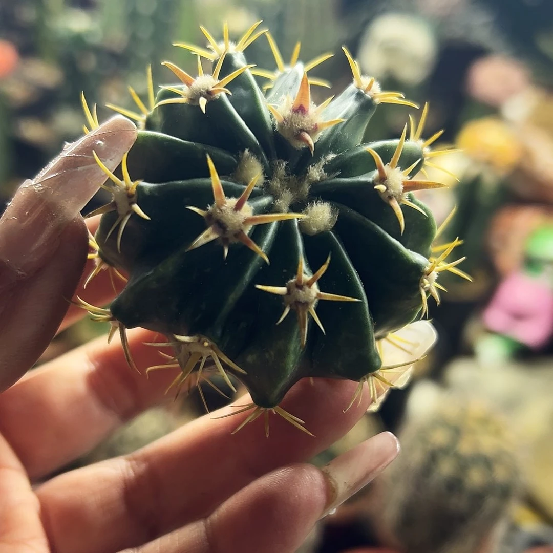 武藏林波侧牙仙人球1111111111