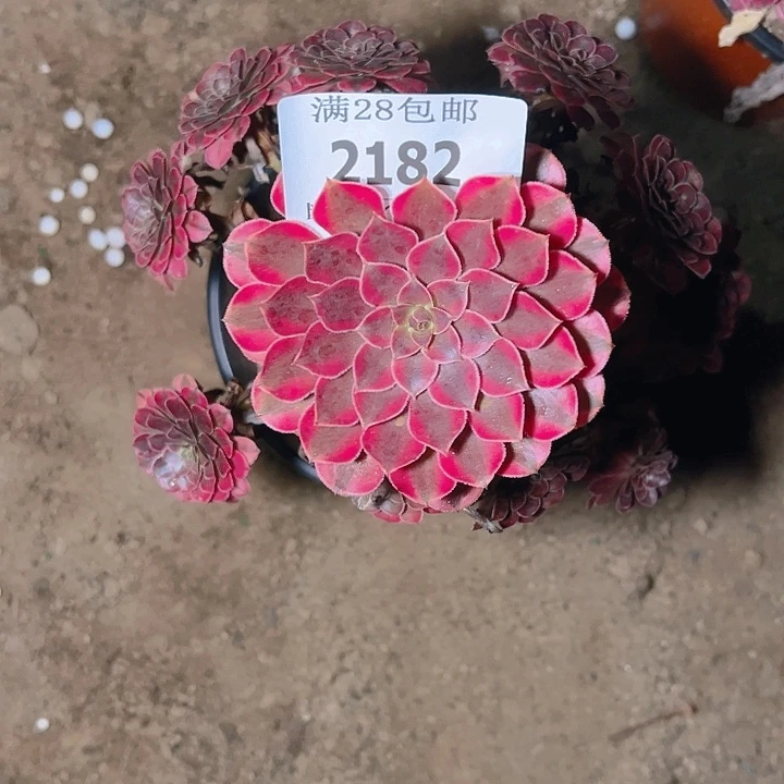 2182黑同白多肉植物