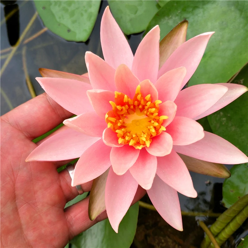 【科罗拉多】睡莲花苗水培植物当年开花鱼缸水塘种植水生花卉