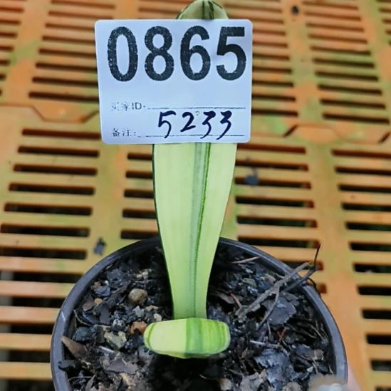 用***3无花朵0865086500