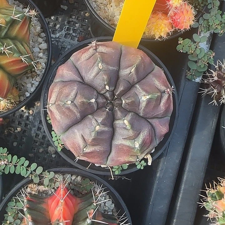 L523-1216泰国发货