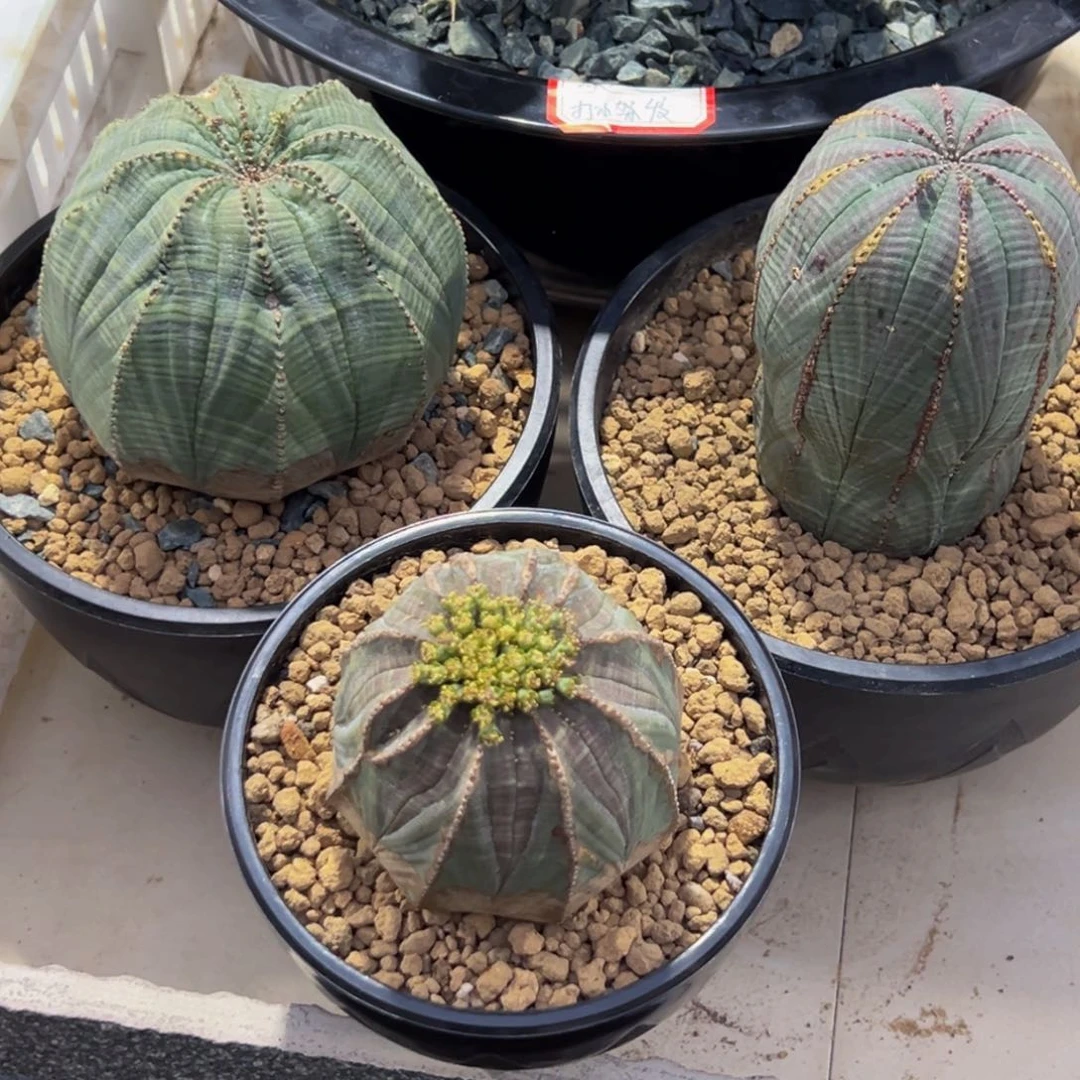 漠**狼m漠北哥专拍三个打包价