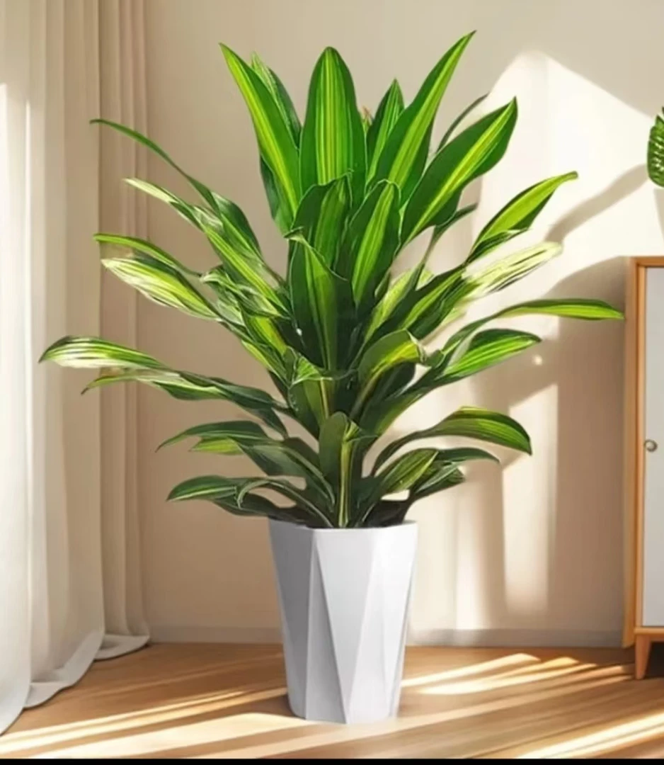 60-70公分金叶巴西铁盆栽室内客厅办公室绿植净化空气