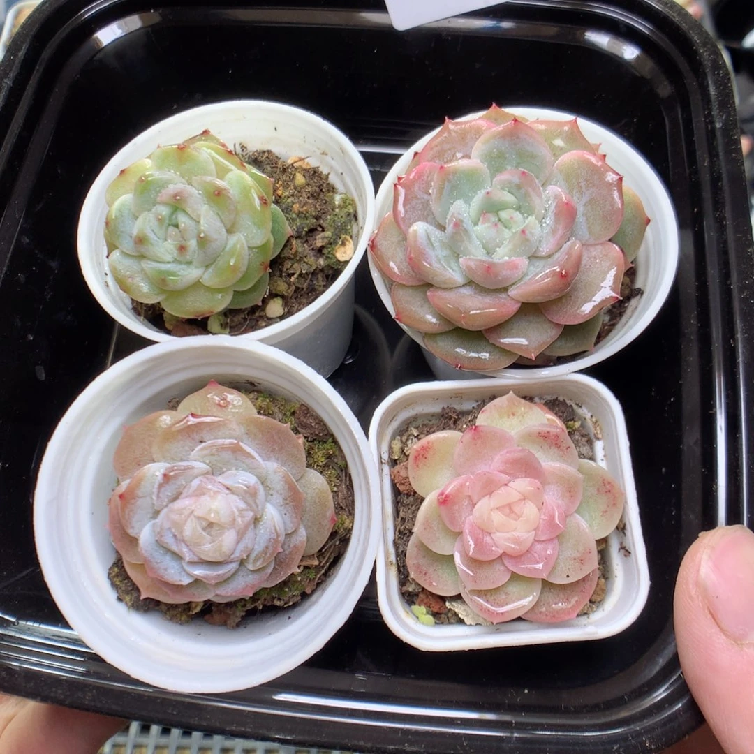 R69y y y y y y y y y y