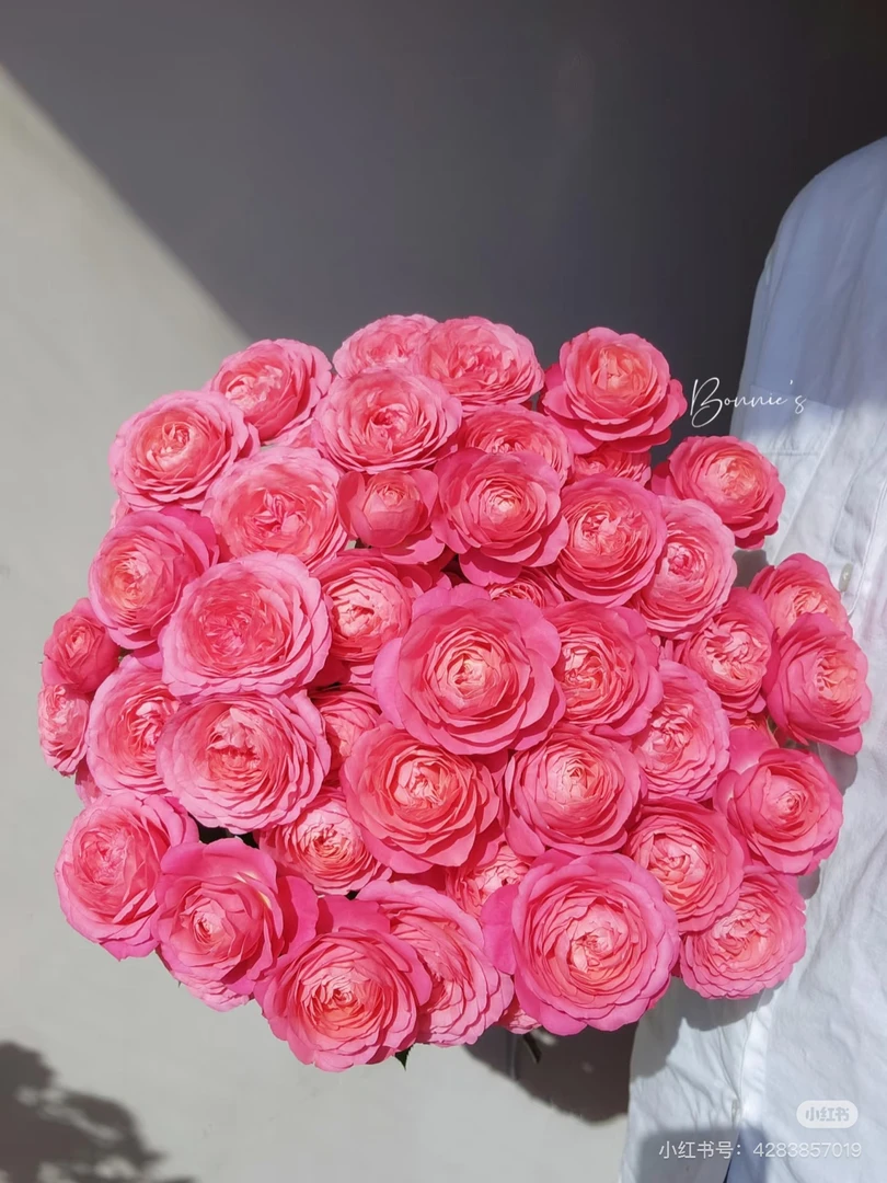 【胭脂公主多头玫瑰】任意两单及两单以上鲜花顺丰冷链包邮发货