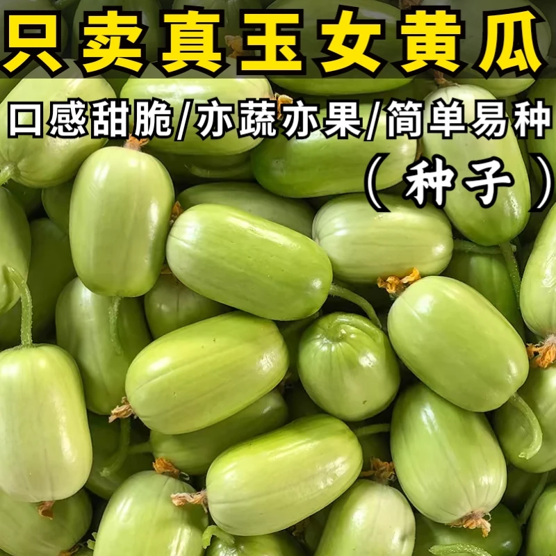 2新疆包邮【玉女水果黄瓜种子】脆甜拇指小黄瓜种籽阳台盆栽易种种