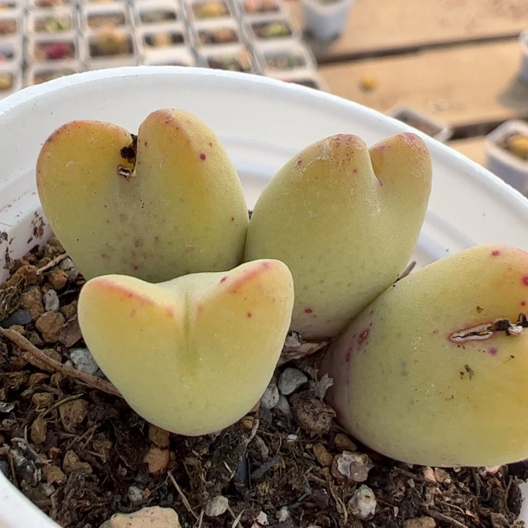 463多肉植物百科