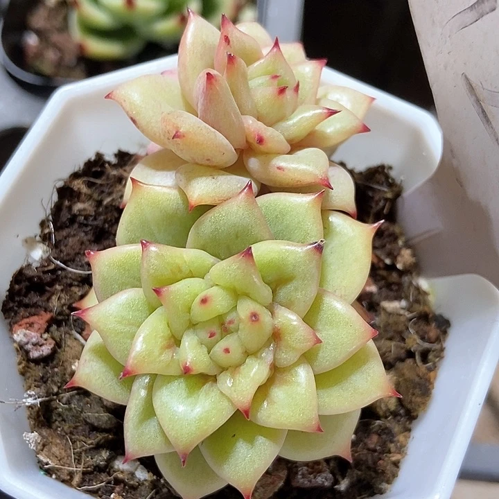 多肉植物蔷薇1203