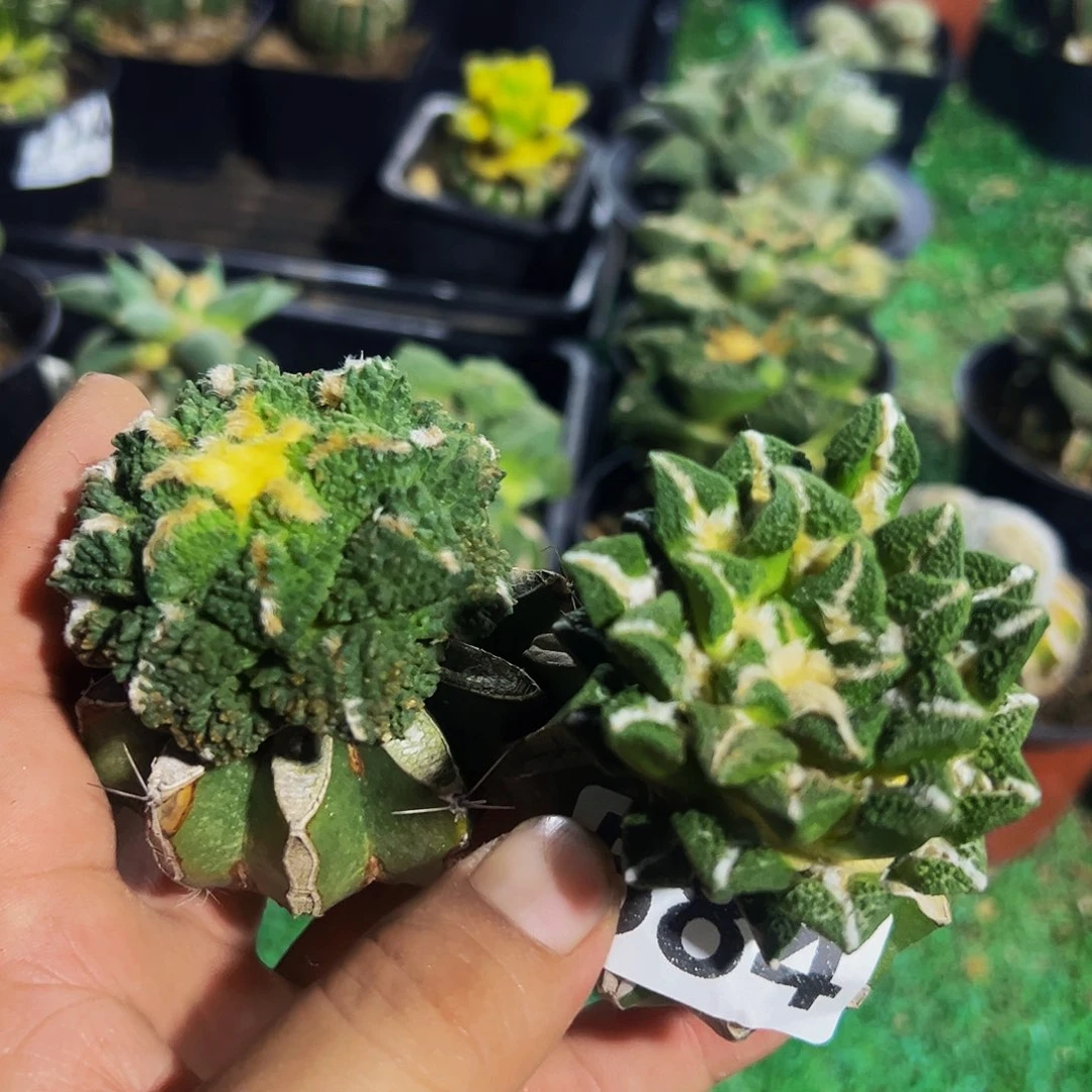无花朵福利两颗牡丹584