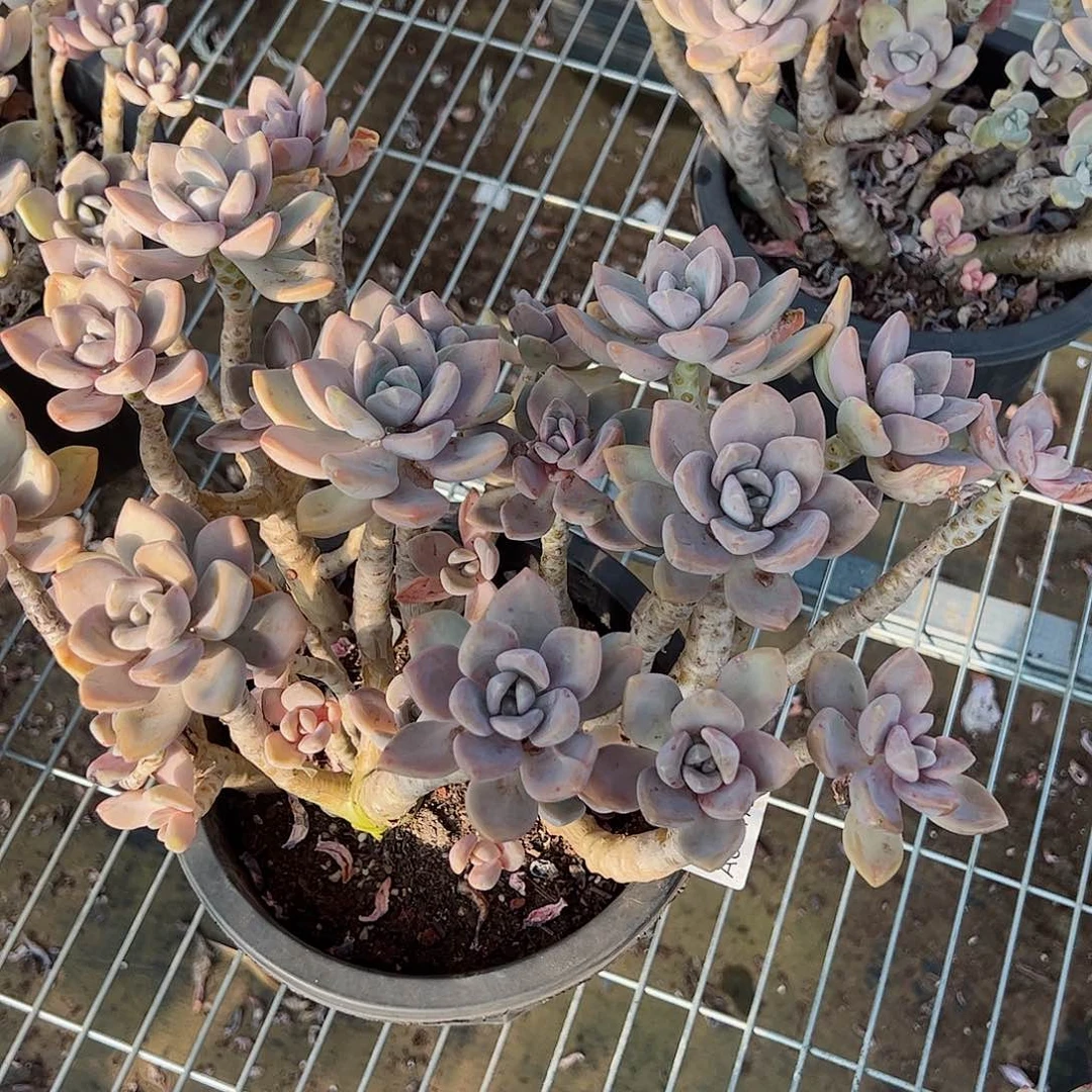 冬美人大盆老桩粗腿