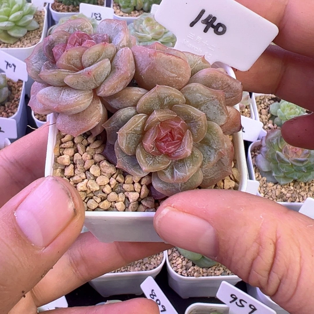 橙***s140号彩恋晗雨多肉植物