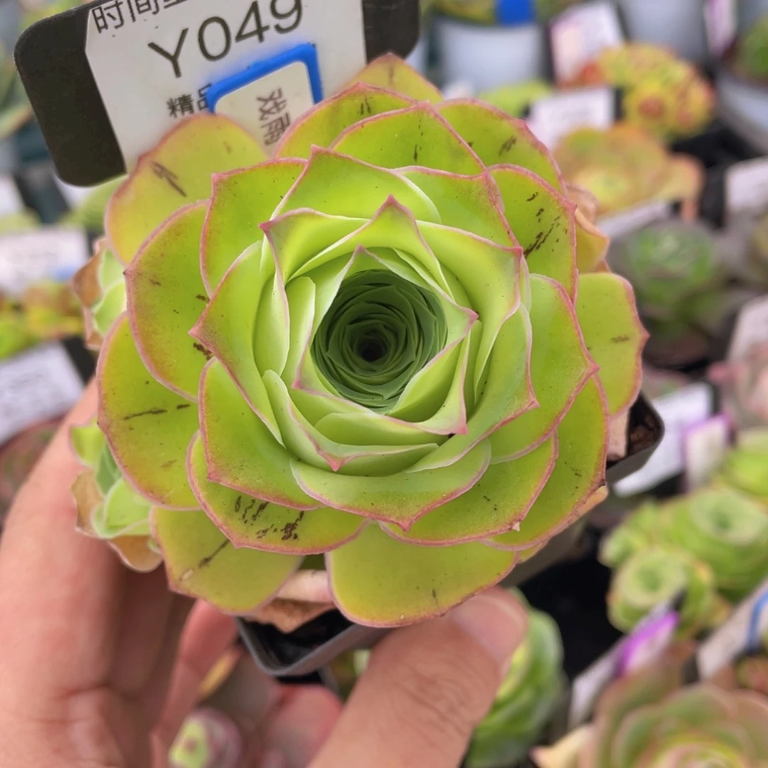 戏雨福利049一物一拍